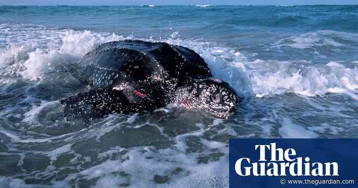 Florida: endangered sea turtles thriving thanks to Covid-19 restrictions