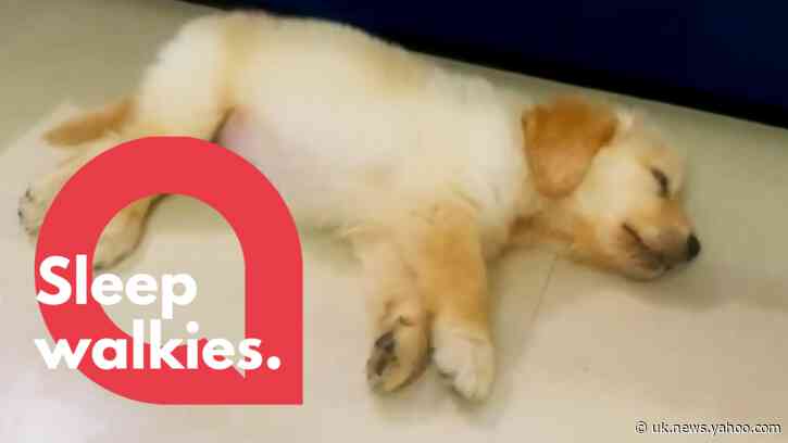 This funny video shows a dog running - in his sleep