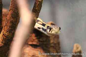 Wildlife park goes digital to enable visitors to connect