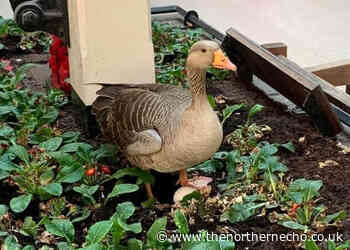 This is no yolk! Goose lays egg at York railway station