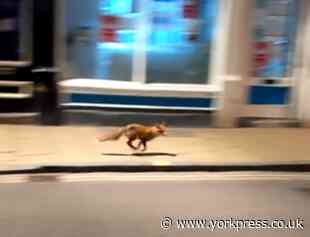 VIDEO: Fox enjoys a night out in deserted York city centre