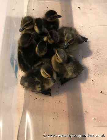 Ducklings rescued from grid thanks to Westbrook residents
