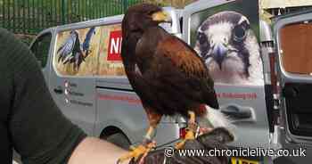 Nexus recruits hawk and falcon to scare seagulls away from South Shields station