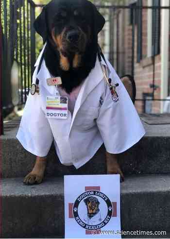 Baltimore Therapy Dog Uses FaceTime to Comfort Hospital Patients - Science Times