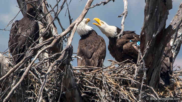 Family of bald eagles in north Orange County are among 100 in Southern California