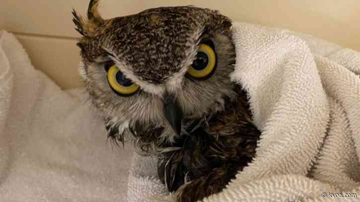 TWC rescues great horned owl trapped in glue trap