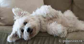 University of Calgary researchers study risk of COVID-19 transmission from humans to pets