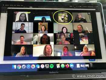 You can rent a farm animal to spice up your next Zoom call     - CNET