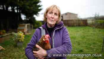 Dwindling donations but hundreds of creatures still to be cared for... the NI animal sanctuaries under pressure during lockdown