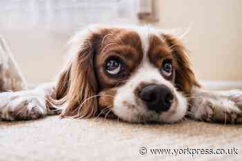 Dog owners warned to be vigilant about deadly disease - 80 cases reported near York