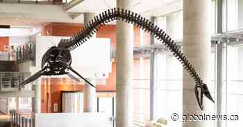 University of Alberta students name popular plesiosaur ‘Dr. Deeno Hinshaw’