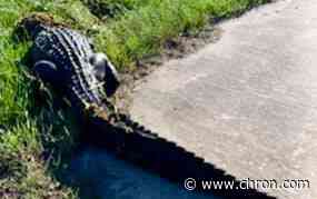 Harris County game wardens capture 11-foot alligator in League City