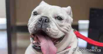 Online visits with therapy dogs offering comfort during coronavirus pandemic