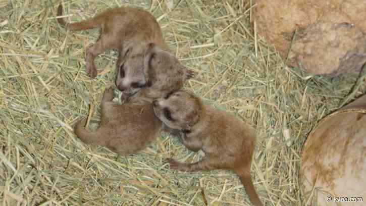 First meerkat pups born at Reid Park Zoo