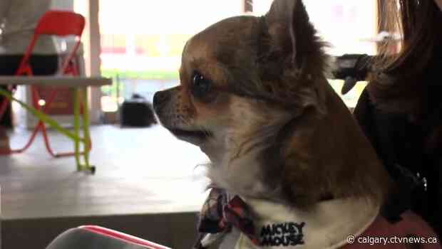 Risk of COVID-19 in pets very low, research shows