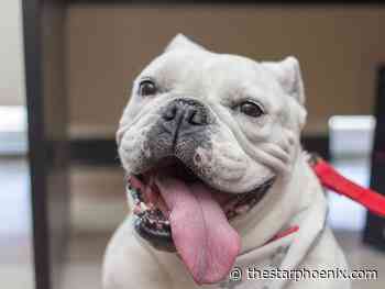 The Helpers: U of S therapy dog program moves online during COVID-19
