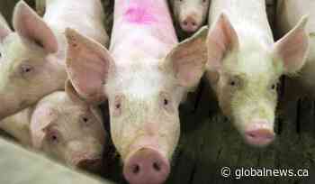Alberta pork industry sees market price drop amid COVID-19