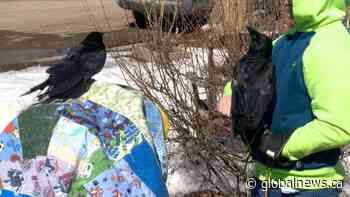 Crows living happy life in Rosthern, Sask., home
