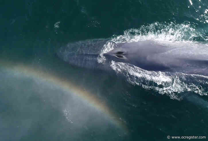 Drone footage shows whales blowing rainbows off the coast