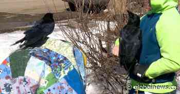 Crows living happy life in Rosthern, Saskatchewan home
