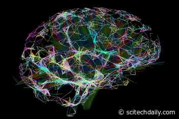 “Hiding in Plain Sight” – Origins of Human Language Pathway in the Brain at Least 25 Million Years Old