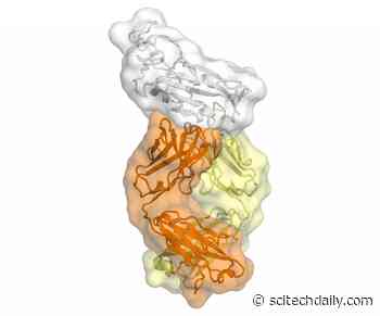 Potential Vulnerability of COVID-19 Coronavirus Discovered From an Antibody Against SARS