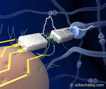 New Electronics Devised That Mimic the Human Brain in Efficient Learning