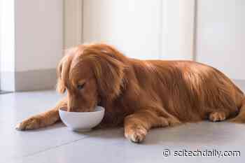 Raw-Type Dog Foods Identified as a Major Source of Multidrug-Resistant Bacteria – Public Health Risk to Humans