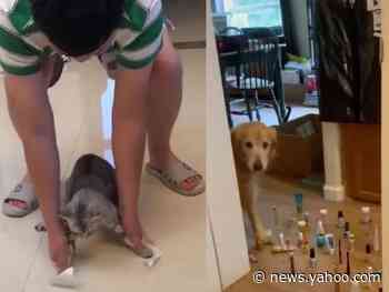 People are going viral with 'pet fail' videos, but vets say the stunts could cause long-term damage to an animal's health