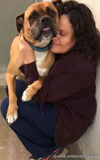 Animals getting a lot of love at Orillia OSPCA during pandemic - OrilliaMatters