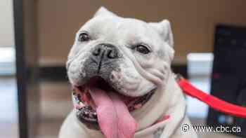 Anna-Belle the therapy bulldog is ready to help with your COVID-19 anxiety