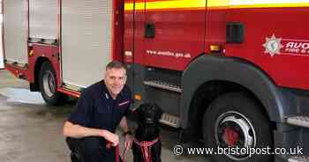 Meet Jet the fire service dog who detects deliberate fires