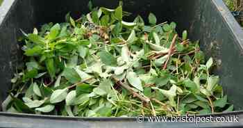 This is when garden waste collections will resume in South Gloucestershire