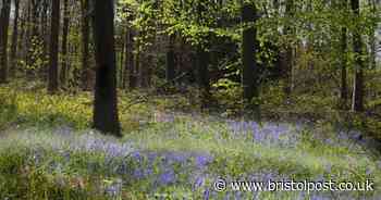 People asked not to go to bluebell woods after 'a deluge' of visitors