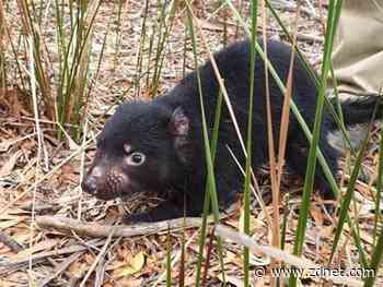 University of Sydney using cloud to prevent the Tasmanian devil from extinction