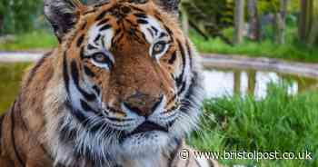 Zoo farm announces death of 'loved' Bengal Tiger Khan