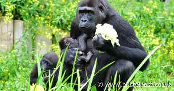 TV presenter backs Bristol Zoo's plea for donations
