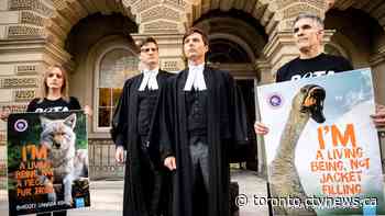 Ontario court dismisses PETA application over takedown of anti-Canada Goose ads