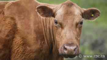 Ottawa watching food supply chain 'very, very carefully' after Alberta outbreak