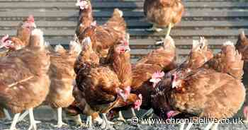 160 chickens killed in suspected arson attack