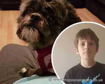 'Help us find Dori': Mother of autistic boy pleas for return of stolen dog