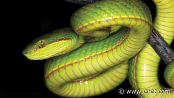 Venomous snake species named after the perfect Harry Potter character     - CNET