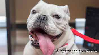 Virtual therapy dog sessions offered in Saskatchewan during pandemic