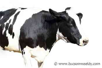 Dairy Farmers Forced to Adjust Their Practices During COVID-19 Pandemic