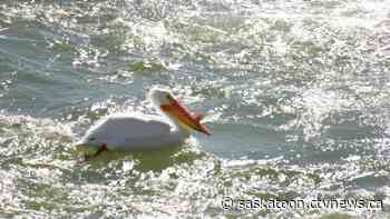 Pelicans unfazed by pandemic as they arrive in Saskatoon