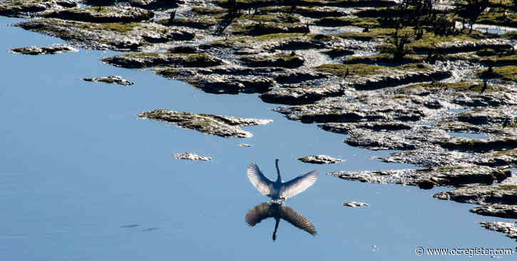 Earth Day celebrates 50 years: Ways to mark the milestone from or near home
