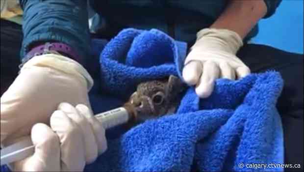 Here come the jackrabbits: It's wildlife baby season at rehabilitation facility north of Calgary