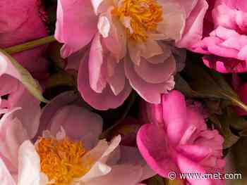 Need flowers for mom? Get 15% off and free delivery from UrbanStems     - CNET