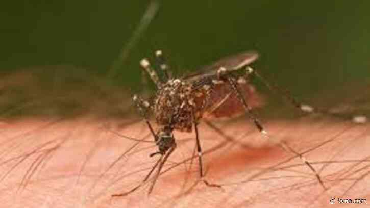 Getting Answers: Can mosquitoes transmit COVID-19?