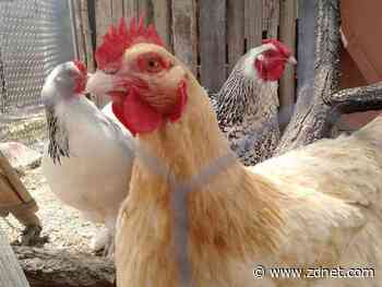 Corporate social responsibility and the moral supply chain